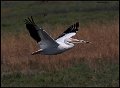_8SB9361 american white pelican
